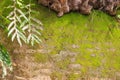Fern and Moss on the old wall texture Royalty Free Stock Photo
