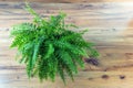 Top view of Nephrolepis exaltata on wooden floor Royalty Free Stock Photo