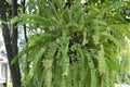 Fern Nephrolepis sp. hang on tree with nature background Royalty Free Stock Photo