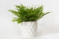 Fern nephrolepis in a white pot Royalty Free Stock Photo