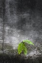 Fern on old cracked concrete wall. Survilal concept. Nature in the city. Plant growing out of an old wall Royalty Free Stock Photo