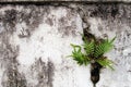 Fern on old cracked wall Royalty Free Stock Photo