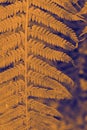 fern in orange and blue duotone. minimal exotic vegetable background Royalty Free Stock Photo