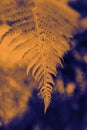 fern in orange and blue duotone. minimal exotic vegetable background Royalty Free Stock Photo