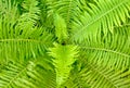 Fern ornament Royalty Free Stock Photo