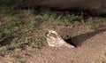 fern owl (Caprimulgus europaeus