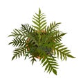 Fern palm house plant top view vector isolated.