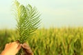 Fern or palm leaf in hand on background of blue sky and blurry paddy field. Copy space for your text or design. Royalty Free Stock Photo