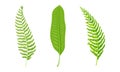 Fern and palm leaves plants set. Green jungle exotic leaf for summer tropical design vector illustration Royalty Free Stock Photo