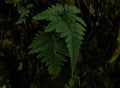 fern on the palm tree