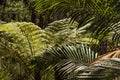 Fern and palm tree fronds in rainforest Royalty Free Stock Photo