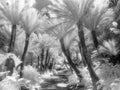 Fern Path in Infrared Royalty Free Stock Photo