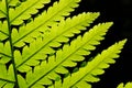 Fern pattern Royalty Free Stock Photo