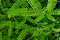 Fern Pattern