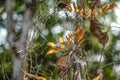 A fern perched on a tree in the forest is dying