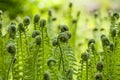 Fern Royalty Free Stock Photo