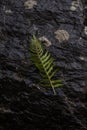 Fern on pile of wet black stones Royalty Free Stock Photo