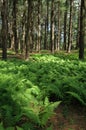 Fern in a Pine Forest