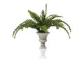 Fern Plant Royalty Free Stock Photo