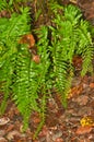 Fern plant, after an autumn rain storm