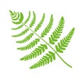 Fern Plant Big Green Leaf Vector Illustration Royalty Free Stock Photo