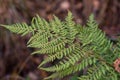Fern Royalty Free Stock Photo