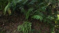 Fern plant colony, steadicam