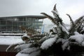 Fern plant covered with snow with a building in the background