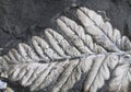 fern plant fossil