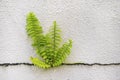 Fern Plant Growing Through Concrete Royalty Free Stock Photo