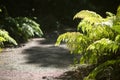 A fern plant growing on the side of gravel path, backlit with sun light Royalty Free Stock Photo