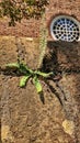 Fern plant grows in crack in wall