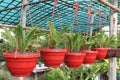 Fern Plant on hanging pot in farm Royalty Free Stock Photo