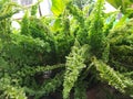 Fern Plant . In my Garden. Cirebon . West Java. Indonesia Royalty Free Stock Photo