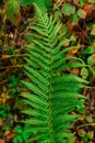 Fern plant in the forest