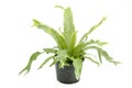Fern,the plant in a pot Royalty Free Stock Photo