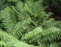 fern plant scient. class. Leptosporangiate Royalty Free Stock Photo