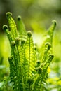 Fern plant on summer