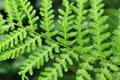 fern plant texture Royalty Free Stock Photo