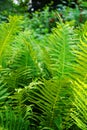 fern plant texture Royalty Free Stock Photo