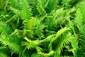 fern plant texture Royalty Free Stock Photo