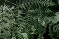 fern plant texture for backgrounds and wallpapers Royalty Free Stock Photo