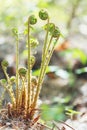 Fern plant unrolling new young frond in spring forest Royalty Free Stock Photo