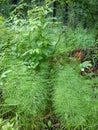 Fern plants cover the soil of a natural forest. Delicate carved green leaves. Bush and leaves of wild raspberries