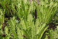 Fern plants with curled fern fronds