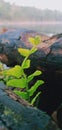 Fern plants on the edge of the Kapuas River Royalty Free Stock Photo