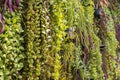 fern plants in flower pots, vertical indoor garden wall in gard