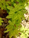 Fern plants known as dense leaves