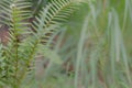 Fern plants with leaves that have a unique and regular pattern of green Royalty Free Stock Photo