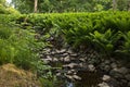 Fern plants at the river Gavlean in GÃ¤vle, Sweden